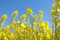 Plant Information and Variety Selection of Rapeseed